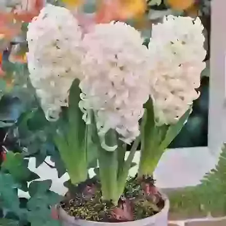 White Pearl